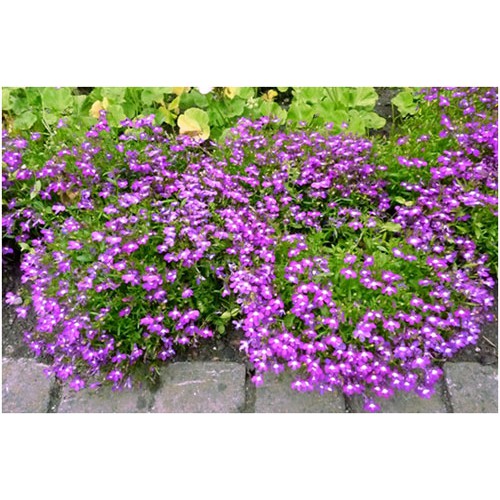 Hạt Giống Hoa Lobelia Mix 100 Hạt