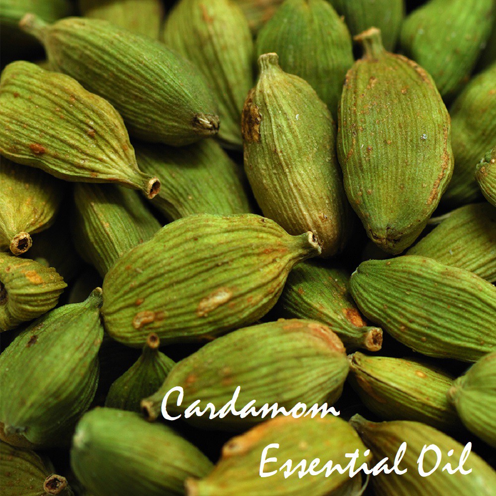 Tinh dầu Bạch đậu khấu Cardamom Essential Oil (Thảo quả xanh)