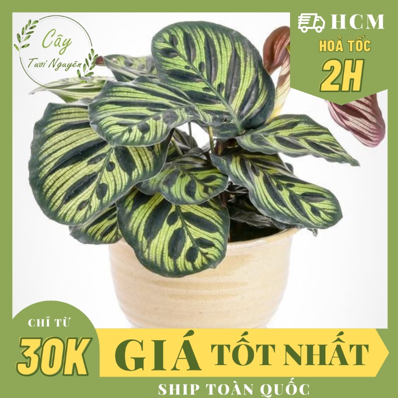 CÂY ĐUÔI CÔNG SỌC XANH ,(cao 20cm), phong thuỷ để bàn mini GIÁ RẺ, lọc không khí, Cây Tươi Nguyên CTN0600