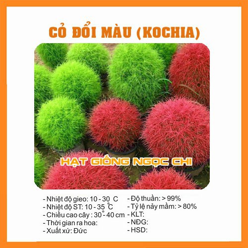 Hạt Giống Cỏ Đổi Màu (Hạt Giống Ngọc Chi) - 50 Hạt