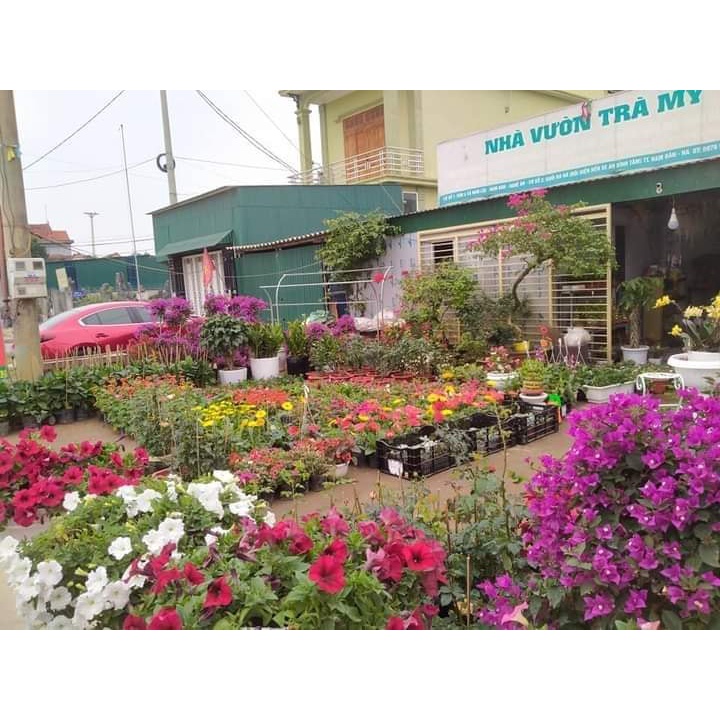 Củ ly cao thơm cho hoa Tết