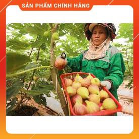 VNUA -  HẠT GIỐNG SUNG MỸ GÓI 10 HẠT