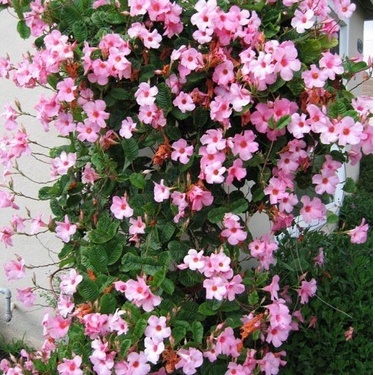 Hạt giống hoa Hồng Anh leo cho tường nhà rực rỡ sắc hoa 20 hạt  - Tặng kèm hạt hướng dương lùn + thuốc kích mầm rễ