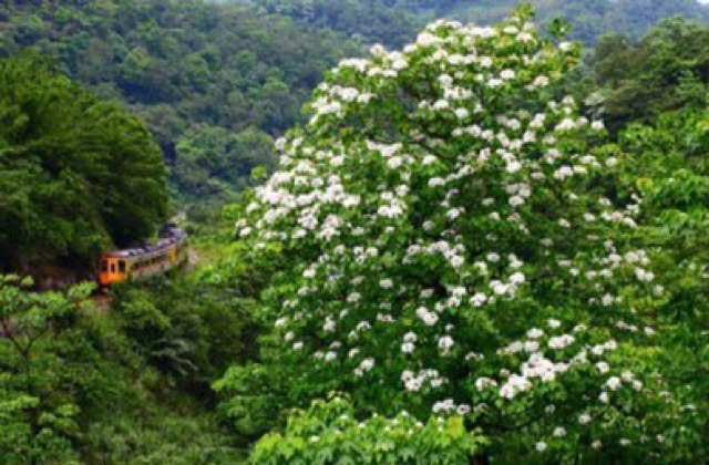 [GIÁ HỦY DIỆT] Chai 1 Lít Mật Ong Trắng Hoa Blong Song Số Lượng Có Hạn