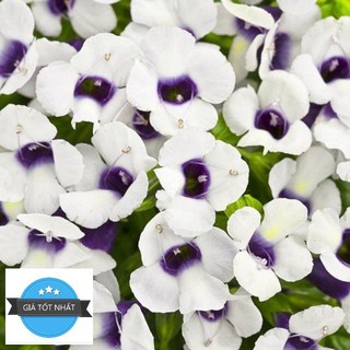 Hạt giống hoa Mắt Nai (tô liên, torenia) nhiều màu 5 HẠT ĐẾN MÙA TRỒNG TẾT