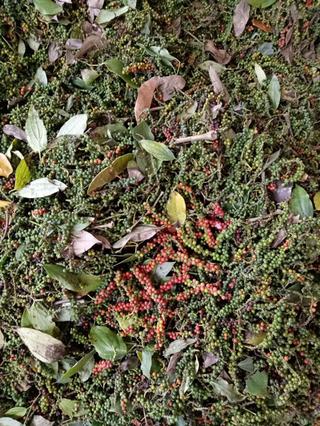 100gram hạt tiêu loại 1 nhà trồng