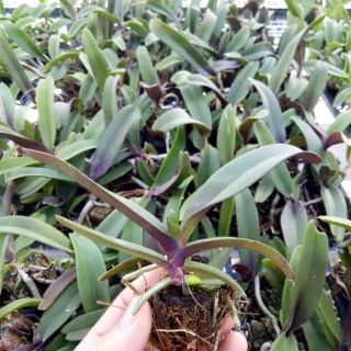 Đai châu giống đủ màu