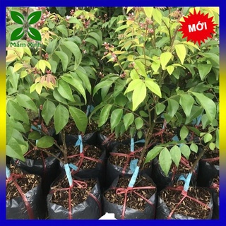 CÂY GIỐNG KHẾ NGỌT F1 CHUẨN GIỐNG