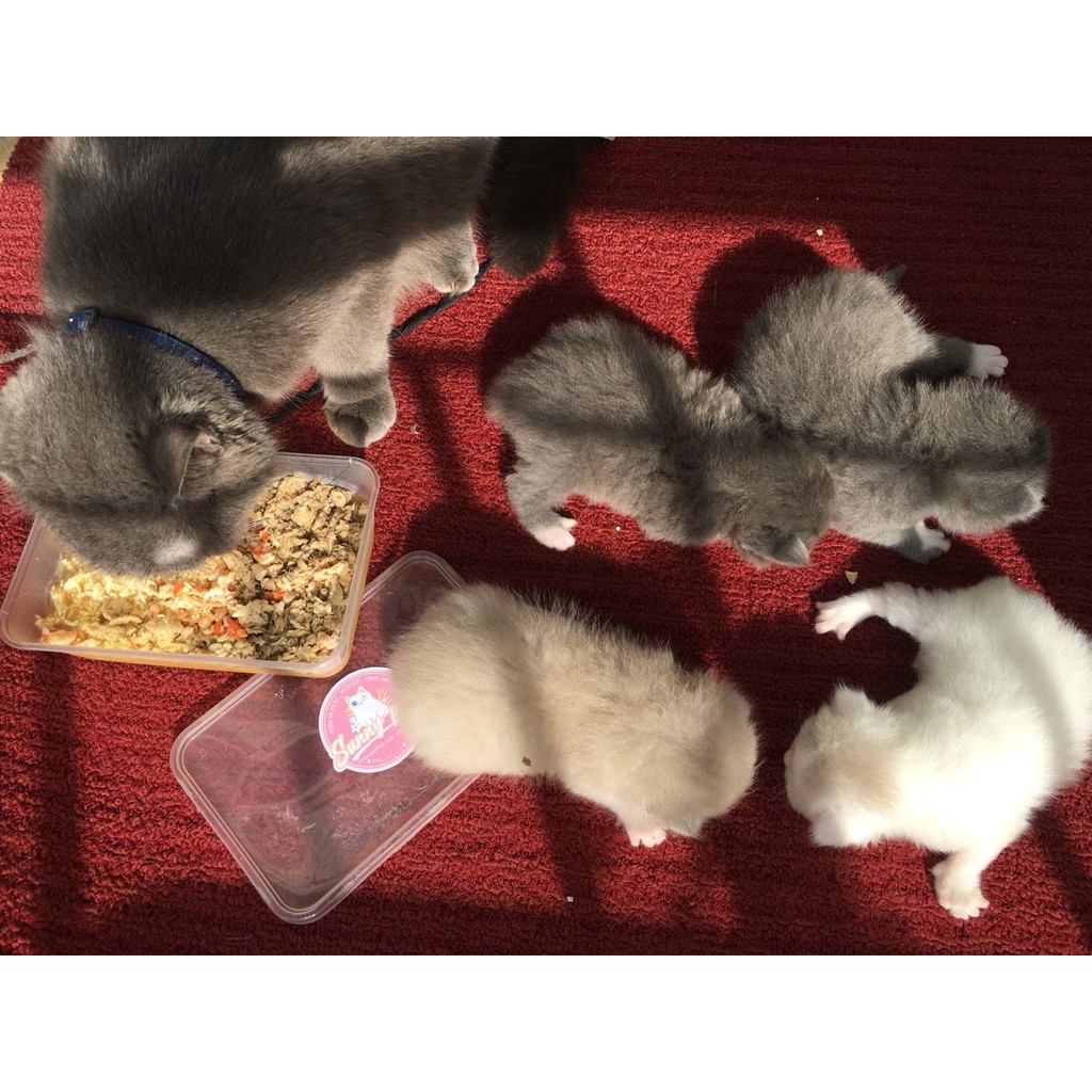 Pate tươi dành cho mèo con - Sunny Kitten - Sunnypetfood