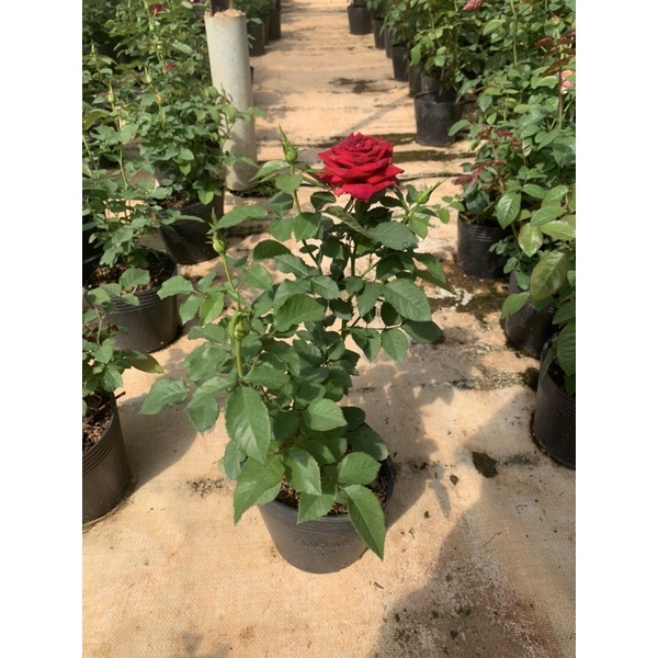 Cây hoa hồng đen Black Baccara, cây nguyên chậu cao 50-60cm. thienan22916