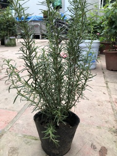 Cây hương thảo to - Rosemary