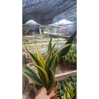 cây lưỡi hổ hoàng kim