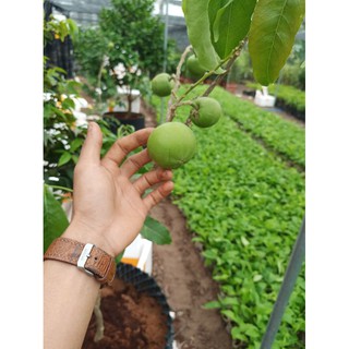 Cây bánh kem hàng ghép
