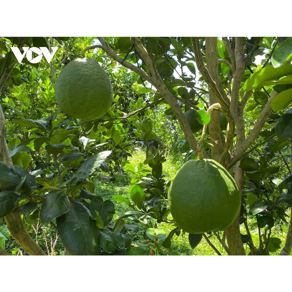 [HCM] 1 Trái Bưởi Da Xanh miền Tây / Đông (1.2 - 1.4 kg/trái) - Nhất Tín Food