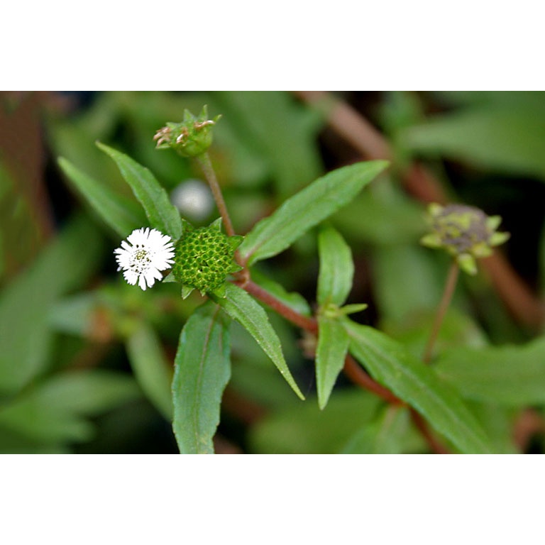 Cây cỏ mực (nhọ nồi) phơi khô 1 ký - nhà làm sạch sẽ