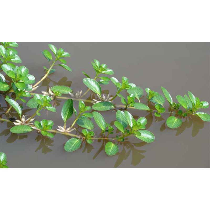1KG Cây Rau Dừa Nước