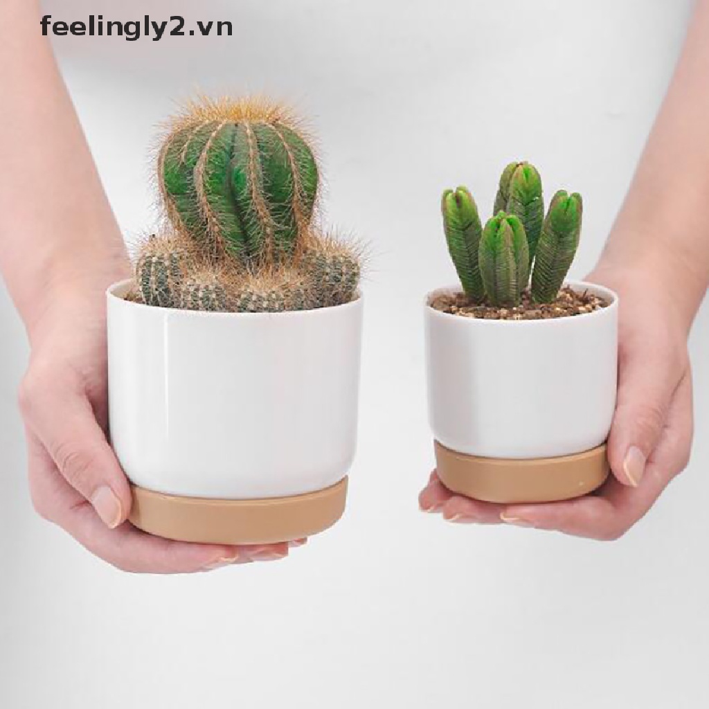 Chậu Hoa Sen Đá 2 Lớp Cỡ Nhỏ Xinh Xắn