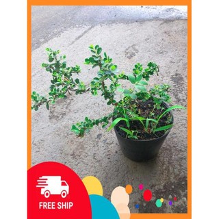 Linh Sam Núi Bonsai