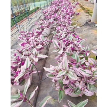 Chậu cây Thài lài hồng lá lớn - TLH Nanouk, TL Đột Biến - Trang Flowers