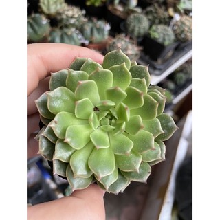 Sen đá ruby xanh (size bầu)