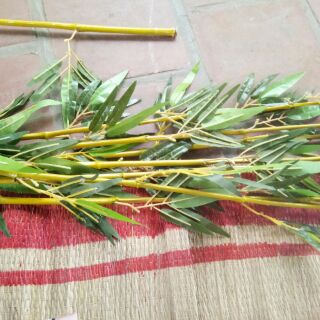 Cây trúc giả