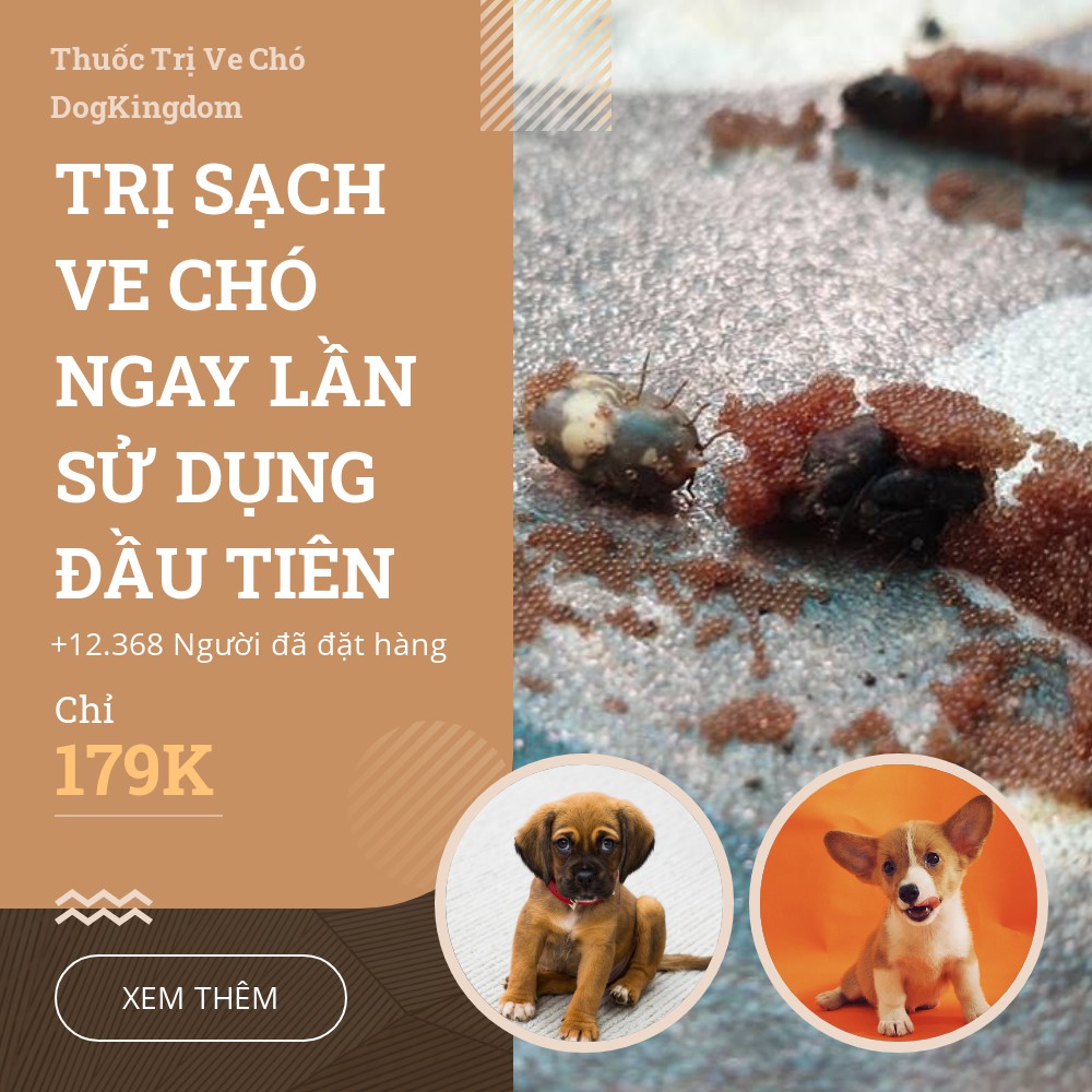 Thuốc Diệt Ve Chó, Bọ Chét, Gián, Kiến bò TRONG NHÀ