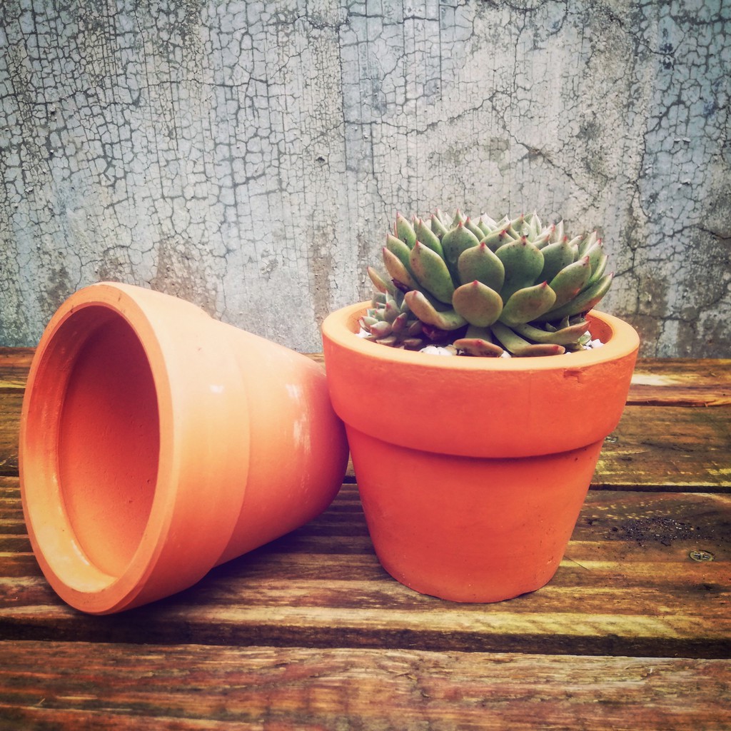 Chậu đất nung 9*9cm