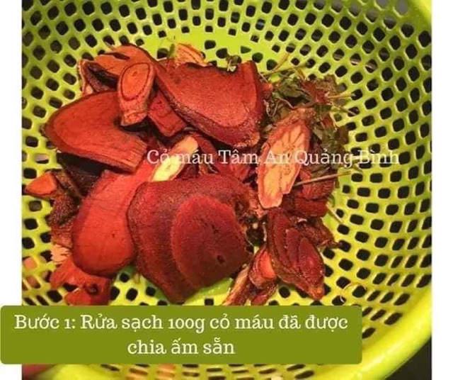 Cỏ máu Tâm An Quảng Bình