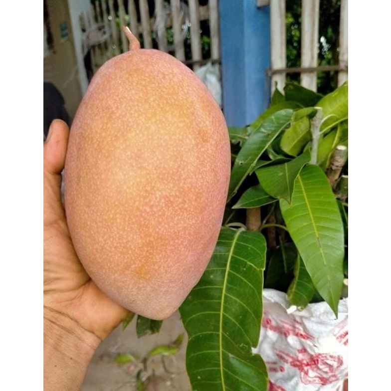 CÂY GIỐNG  XOÀI HỒNG THÁI KHỔNG LỒ
