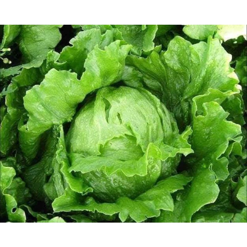 1500 hạt giống xà lách cuộn giòn IceBerg