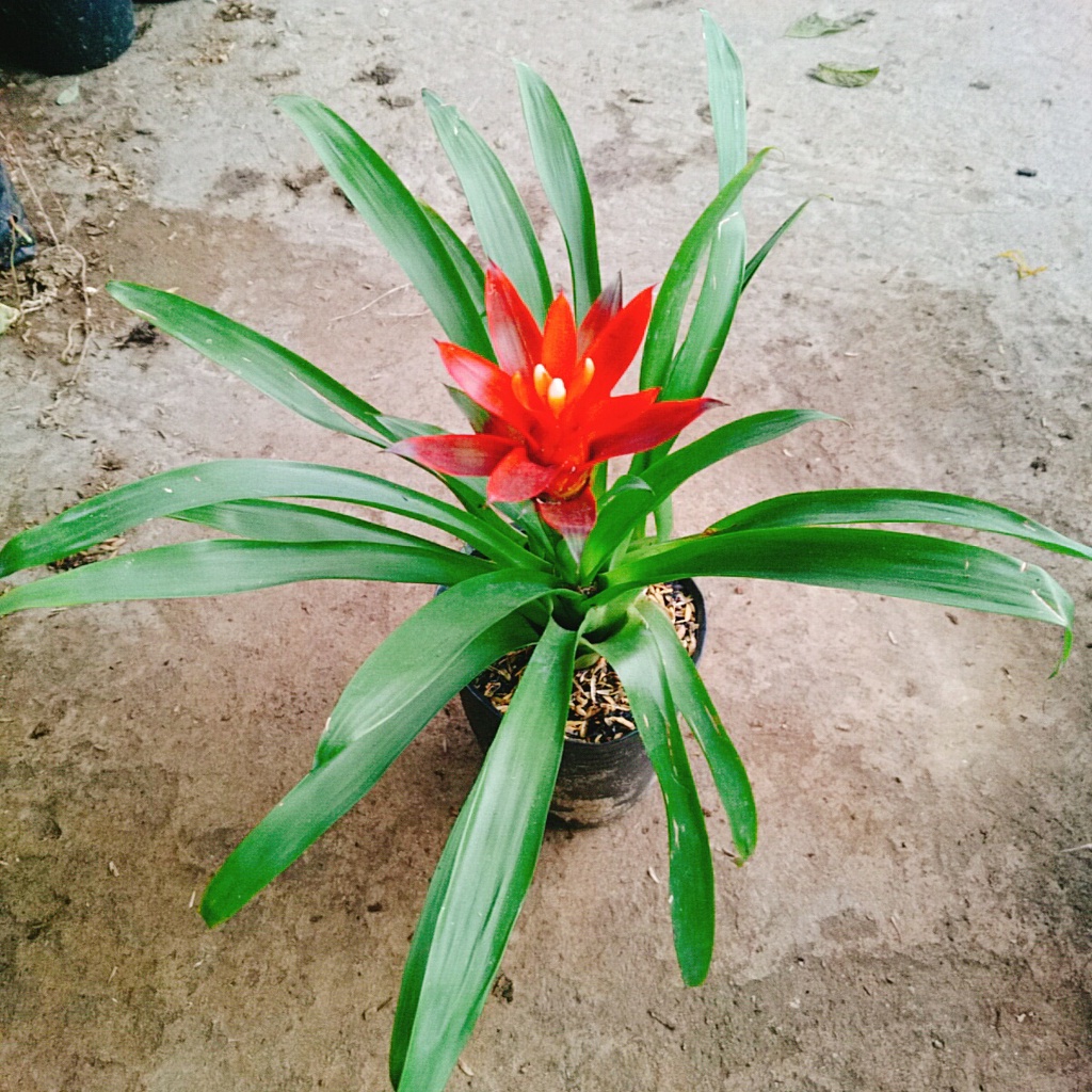 Cây phong lộc - cây cảnh để bàn - caykiengsadec