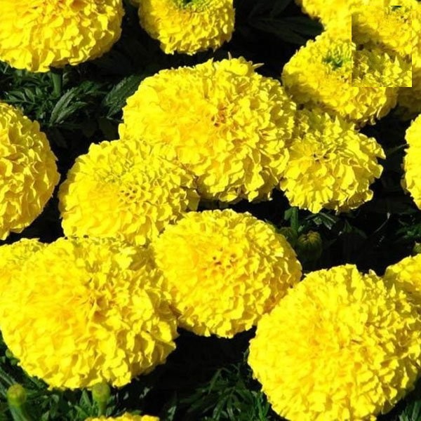 Hạt Hoa VẠN THỌ Lùn F1 màu vàng chanh HN-45 - Gói 20 hạt