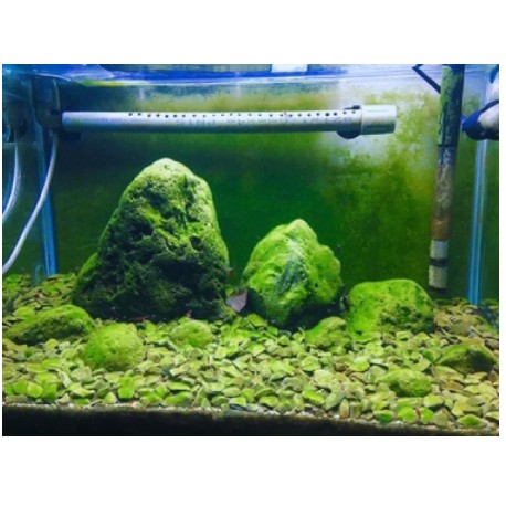 MẦM TẢO ĐÀI LOAN ĐÁNH RÊU XANH HỒ SULA