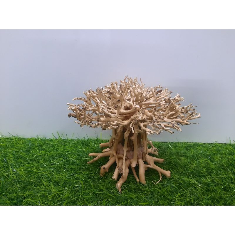 Lũa nấm bonsai cấy rêu hồ cá