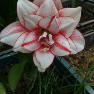 Củ Huệ kép