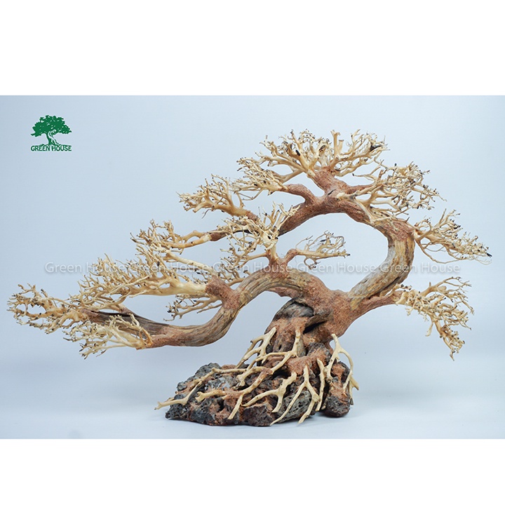 Lũa Bonsai bám đá - Lũa thủy sinh dùng trang trí hồ cá cảnh, hồ thủy sinh, văn phòng, nhà cửa