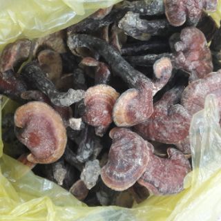 1kg NẤM LIM XANH (BÁN TỰ NHIÊN)