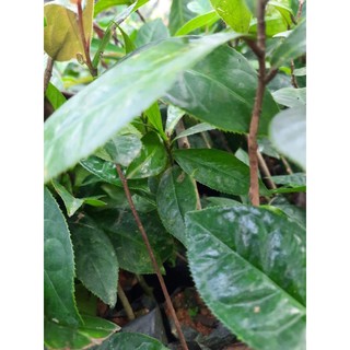 Cây giống Hoa Hải Đường