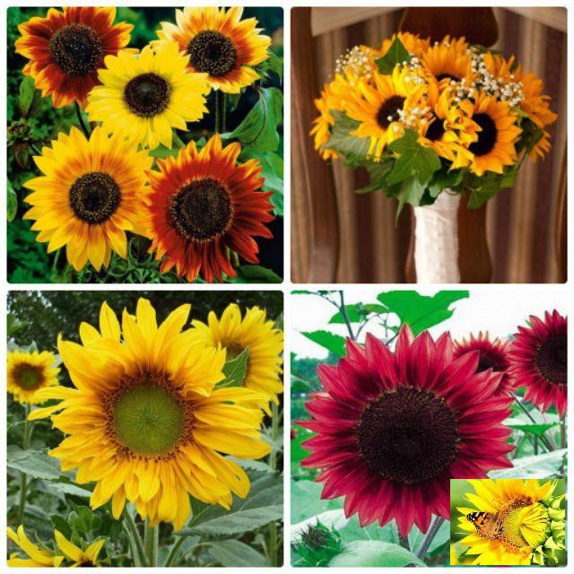 Gói 30 Hạt giống Hướng dương mix