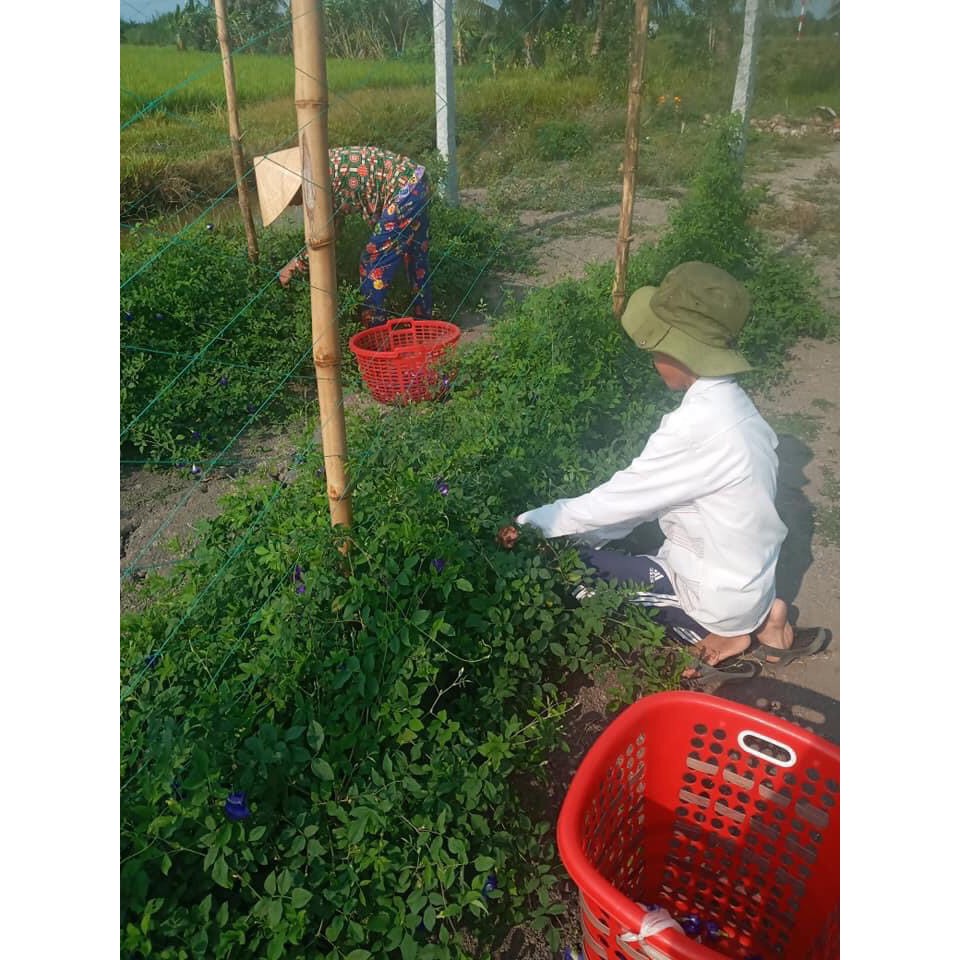 Hoa đậu biếc sấy khô 100gr, làm thức uống detox, làm màu xôi, thanh nhiệt giải độc, hỗ trợ giảm cân | BigBuy360 - bigbuy360.vn