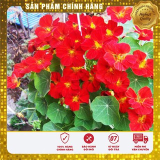 Hạt Giống Hoa Sen Cạn 15 Hạt