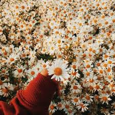 Hạt Giống Hoa Cúc Họa Mi F1 Loại Siêu Dễ Trồng Hoa Nở Đẹp Kháng Sâu Bệnh [ gói 50gram,100gram,200gram ]