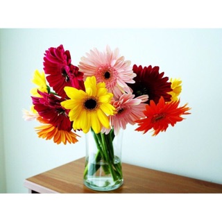 Hạt giống Hoa đồng tiền Mix 🌸