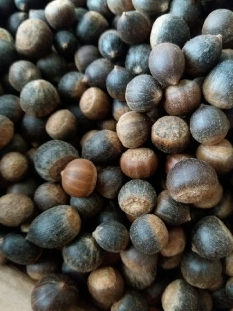 hạt dẻ rừng tây bắc( hạt dẻ thóc). hút chân không 45k/kg