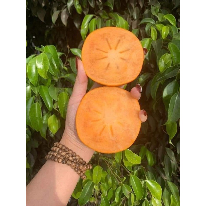 CÂY GIỐNG HỒNG GIÒN KHÔNG HẠT