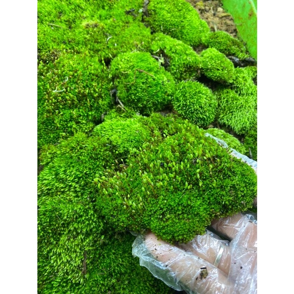 Rêu sao, rêu trồng bán cạn, rêu terarium ,rêu đắp bon sai, tiểu cảnh xanh đẹp