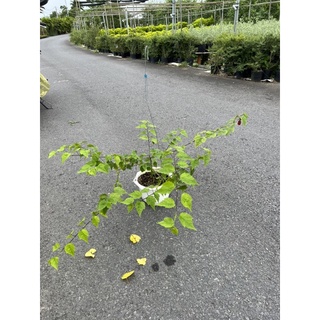 cây bụp lồng đèn