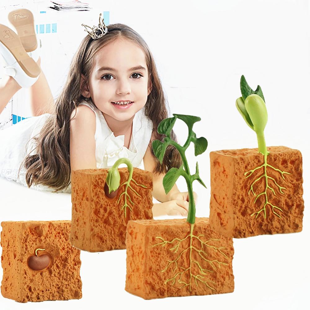 Mô Hình Vòng Đời Sống Bằng Nhựa PVC Dành Cho Bé