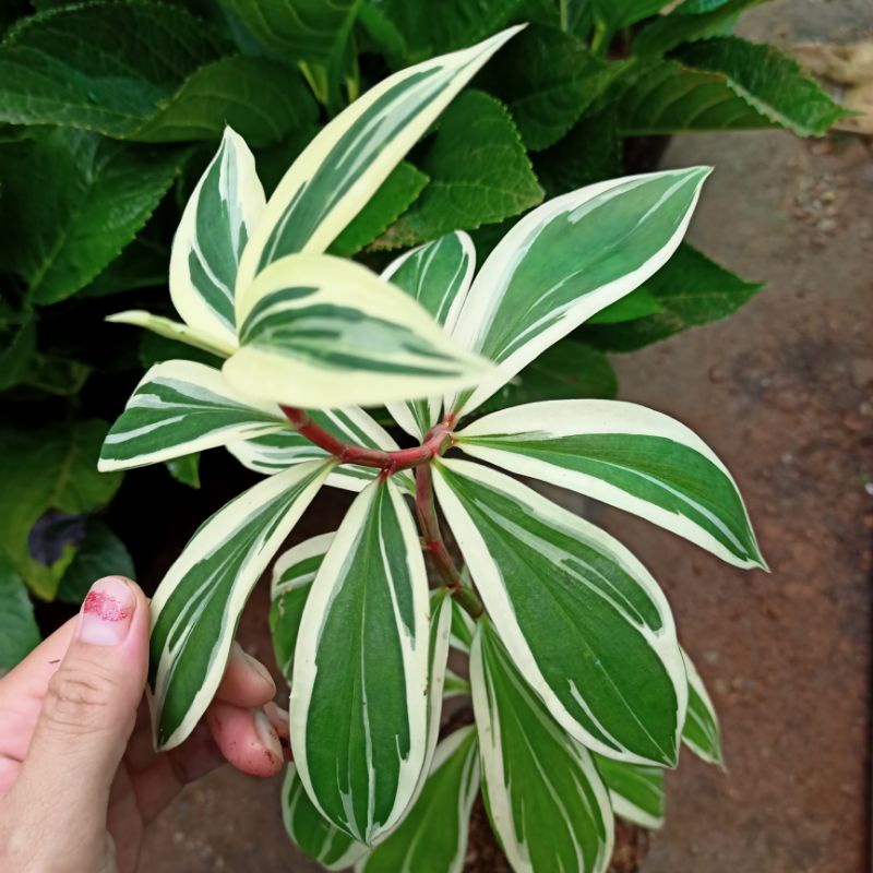 Chậu cây chong chóng var - spiral ginger var - costus arabicus var - ship toàn quốc