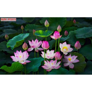 Tranh dán tường 3d đầm sen BINBIN PC62 (In theo yêu cầu)